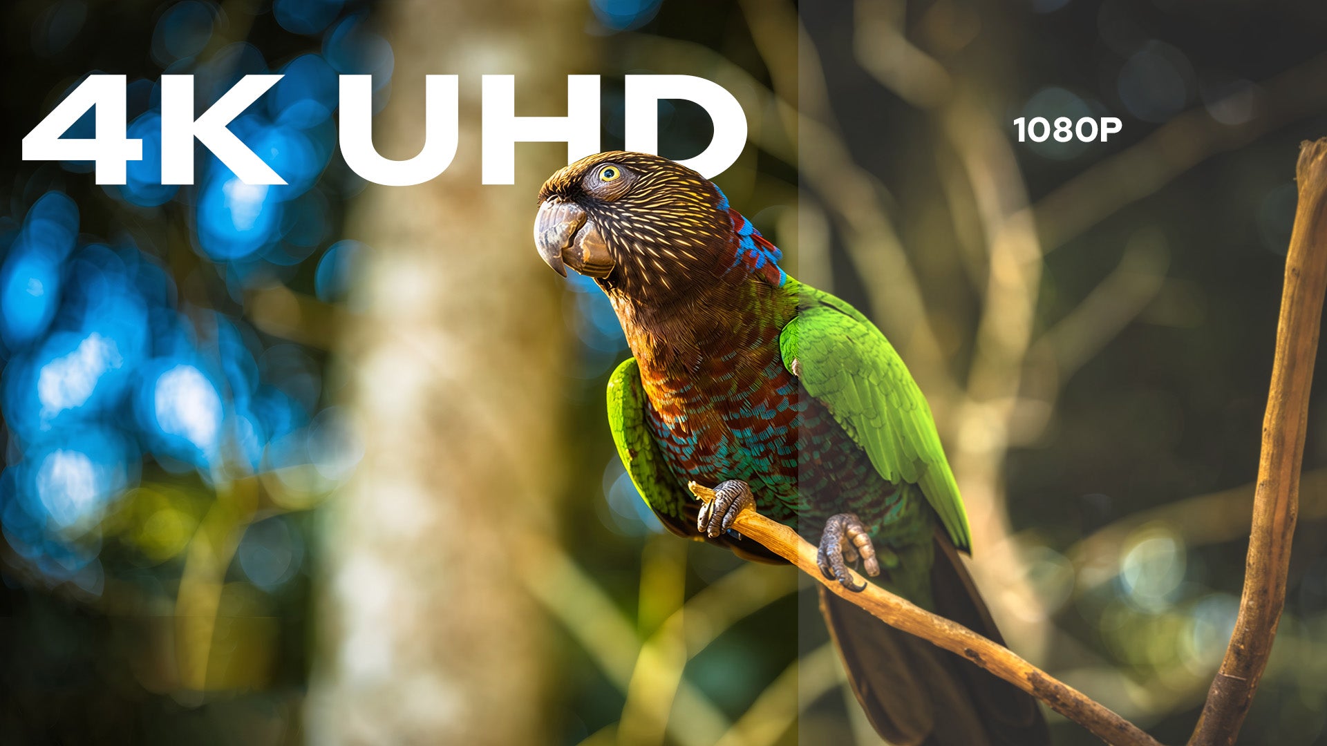 4K UHD vs 1080P clarity comparison on NothingProjector Fresnel Screen specially designed to maximize ultra short throw visuals